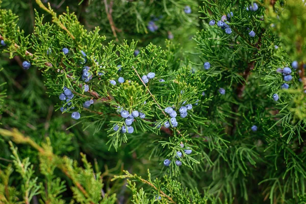 Branch Fresh Juniper Its Berries — Stock Photo, Image