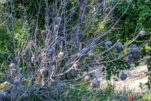 나뭇가지와 Pinecones 소나무 — 스톡 사진