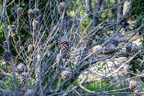 숲에는 Pinecones와 소나무 — 스톡 사진