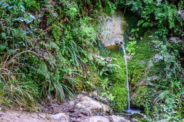 Doğal Parkta Bahar.