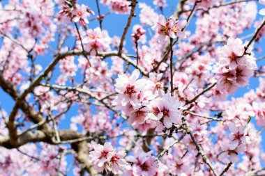 İspanya'da ilkbaharda açan pembe badem ağacıdalları.