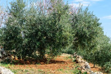 İspanya'da ilkbaharda özel bahçede badem ağaçları açan.