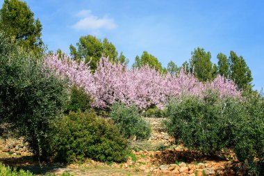 İspanya dağlarında çiçek açan badem ağaçları.