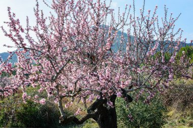 İspanya dağlarında çiçek açan badem ağaçları.