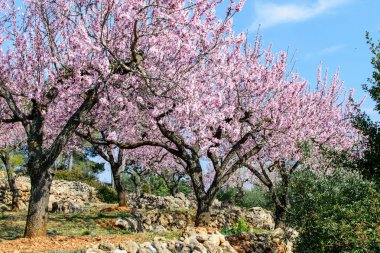 İspanya dağlarında çiçek açan badem ağaçları.