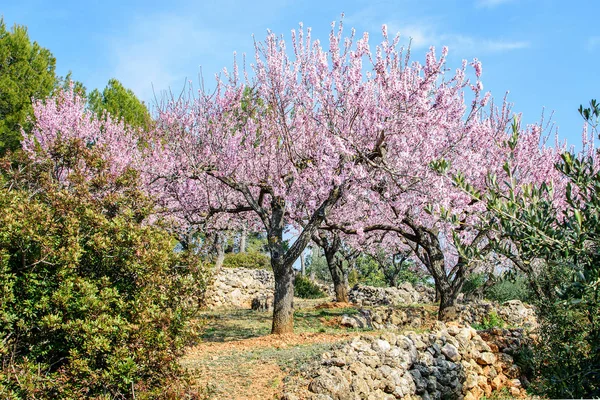 Özel bahçede ilkbaharda çiçek açan badem ağaçları.