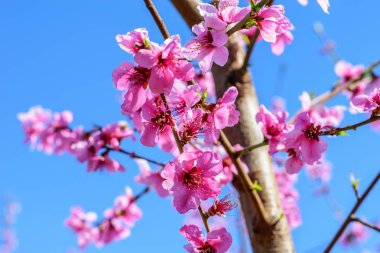 Baharda şeftali ağacının taze pembe çiçekleri.