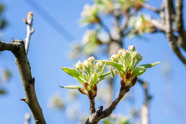 Větev Broskvových Stromů Poupata Květinami — Stock fotografie