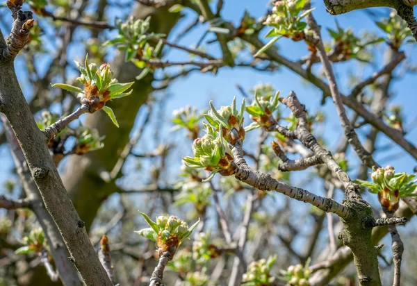 Äste Von Pfirsichbäumen Mit Knospen — Stockfoto