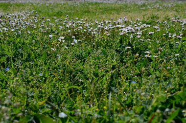 Baharda yeşil taze çimlerin arkaplanı.