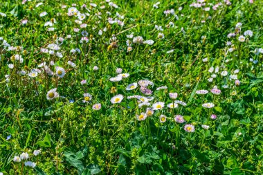 Baharda yeşil taze çimlerin arkaplanı.