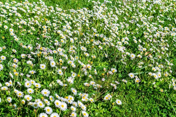 Baharda yeşil taze çimlerin arkaplanı.