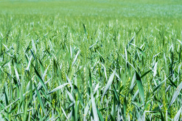 Background of fresh green wheat in the field.