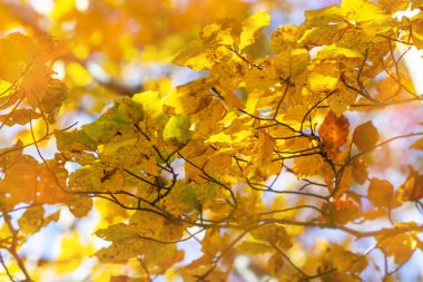 The branch of aspen tree with yellow autumn leaves.