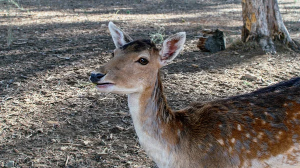 Ciervo Joven Primer Plano Del Parque Natural Animales Salvajes Naturaleza —  Fotos de Stock