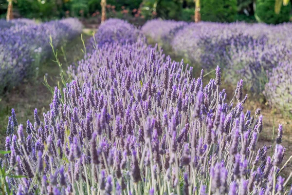 Lavanda Fundo Campo Bem Preparado Parque Natural Primavera Conceito Jardinagem — Fotografia de Stock