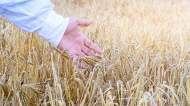 Çiftçi el tarlada olgunlaşmış buğday kulaklarına dokunuyor. Tarım, hasat zamanı kavramı. 