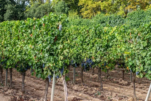 Coltivazione Uva Produzione Vino Nei Vigneti Della Spagna Agricoltura Tempo — Foto Stock