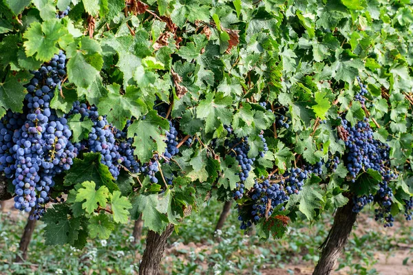 Winogrona Winorośli Pięknych Winnicach Hiszpanii Koncepcja Letniego Zbioru Winogron — Zdjęcie stockowe