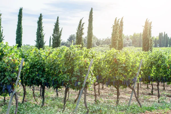 Bellezza Dei Filari Uva Dei Vigneti Fattoria Spagnola — Foto Stock