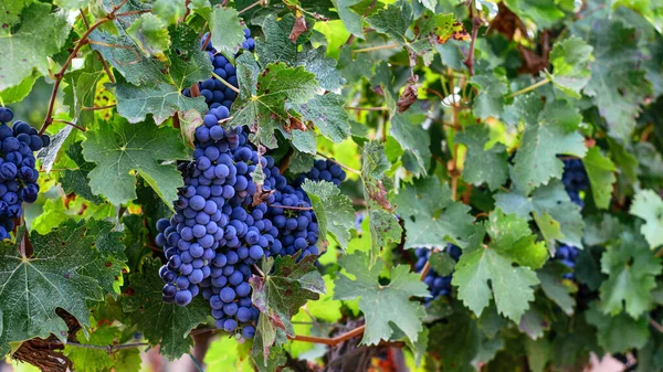西班牙农场葡萄园上的成熟葡萄 — 图库照片