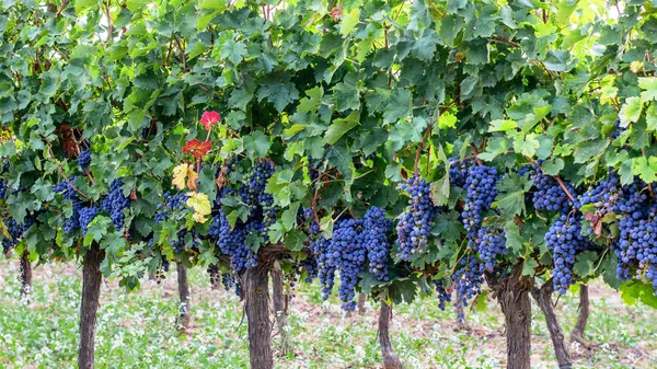 Reben Mit Reifen Violetten Trauben Auf Den Weinbergen Spaniens — Stockfoto