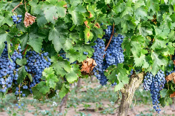 Dojrzałe Winogrona Winnicach Hiszpanii Czas Letnich Zbiorów — Zdjęcie stockowe