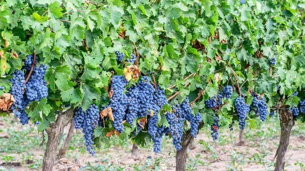 Kultivierte Weinreben Auf Den Weinbergen Spaniens Sommer Erntekonzept — Stockfoto