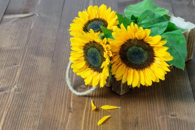 Tahta masadaki ahşap kutuda güzel taze ayçiçekleri. Sonbahar, hasat mevsimi konsepti. 