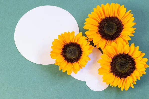 Sunflowers and white paper circles on the grey green background, pretty greeting card design.