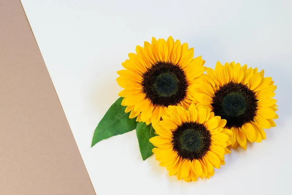 Sunflowers on the white beige paper background, top view, flat lay. Nice greeting card design.