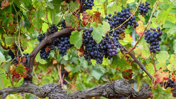 Krásná Větev Vinných Hroznů Španělských Vinicích Letní Malebné Vinice Pohled — Stock fotografie