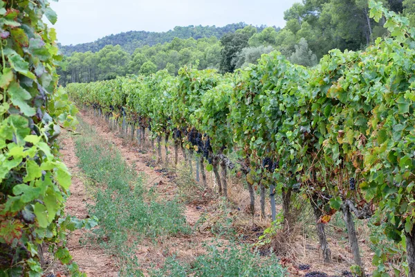 Spanish summer vineyards landscape. View on one of the vineyard plantations in Spain.