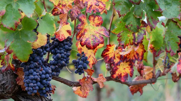 Bando Uvas Doces Maduras Folhas Coloridas Vinha Espanhola Close Conceito — Fotografia de Stock