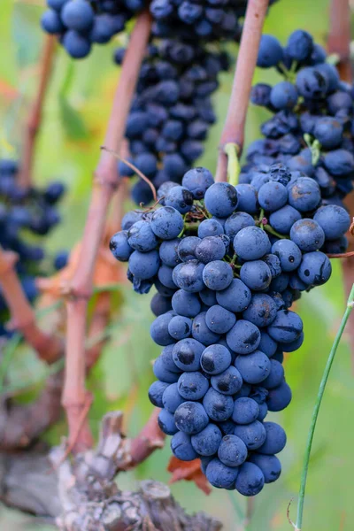 Ein Bündel Reifer Weintrauben Trauben Auf Den Weinbergen Spaniens Sommerzeit — Stockfoto