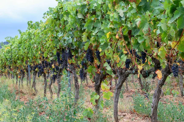 Vista Vinha Vale Espanhol Colheita Ação Graças — Fotografia de Stock