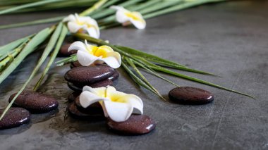 Islak gri spa arka planı, bambu dalları, beyaz plumeria ve zen taşlarının dengesi. Spa masajı, rahatlama, vücut bakımı konsepti.