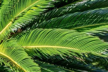 Yeşil ve taze palmiye yaprakları. Doğa, bahçe konsepti.