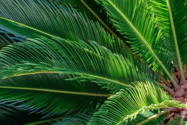 Bahçede taze palmiye yaprakları var.. 