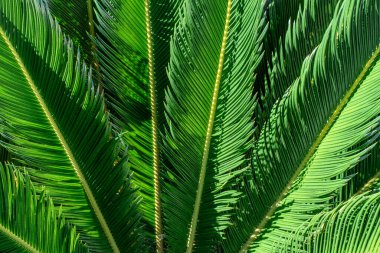 Arka planda egzotik palmiye ağaçlarının yeşil yaprakları. Doğada güzellik, bahçıvanlık konsepti. 