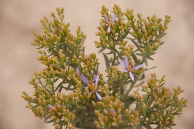 Dağlarda yalnız bir çiçek