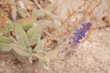 Çölde yalnız çiçek