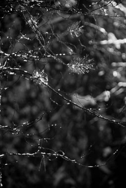 Kış aylarında tezcan