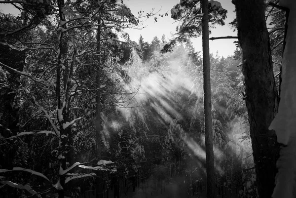 太阳的光线照亮了森林 — 图库照片
