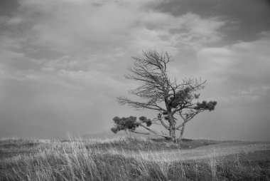 Bir tepe üzerinde yalnız bir ağaç