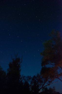 Yıldızlı gece manzara orman