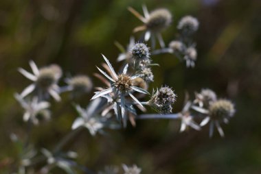 ormandaki kır çiçekleri
