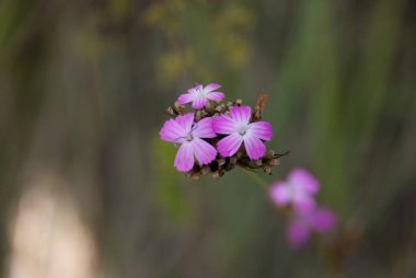 ormandaki kır çiçekleri