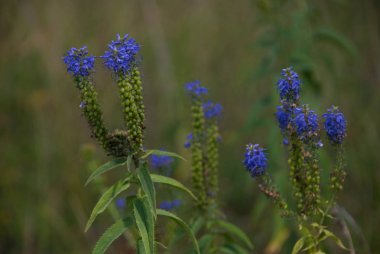ormandaki kır çiçekleri