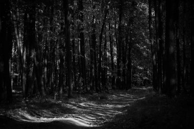 Yol ve gölgeler ormandaki